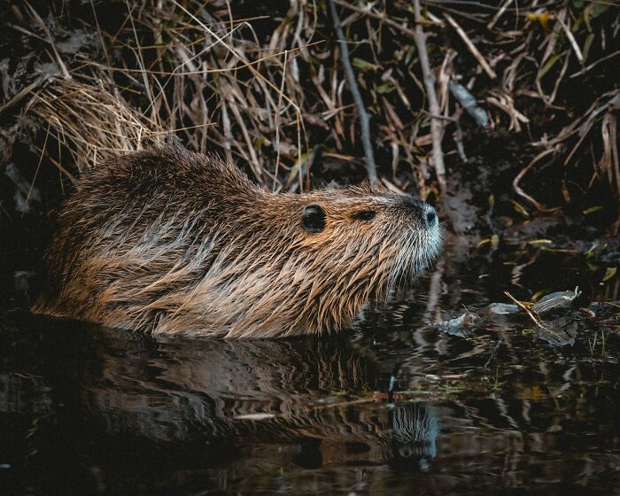30 Datos interesantes y extraños sobre animales que no mucha gente conoce