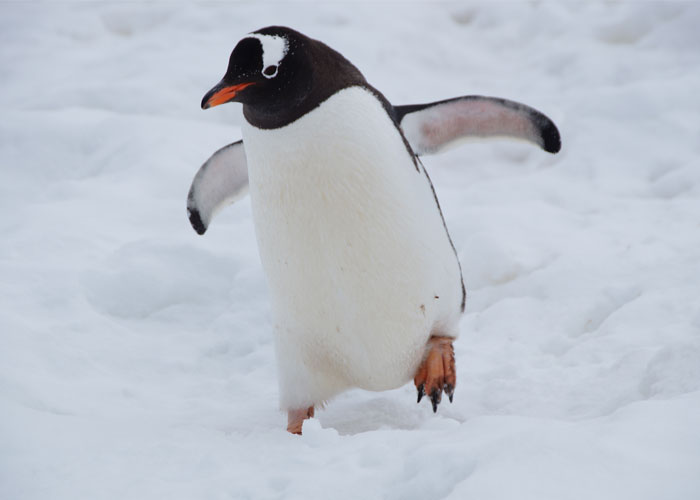 30 Datos interesantes y extraños sobre animales que no mucha gente conoce