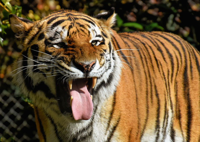 30 Datos interesantes y extraños sobre animales que no mucha gente conoce