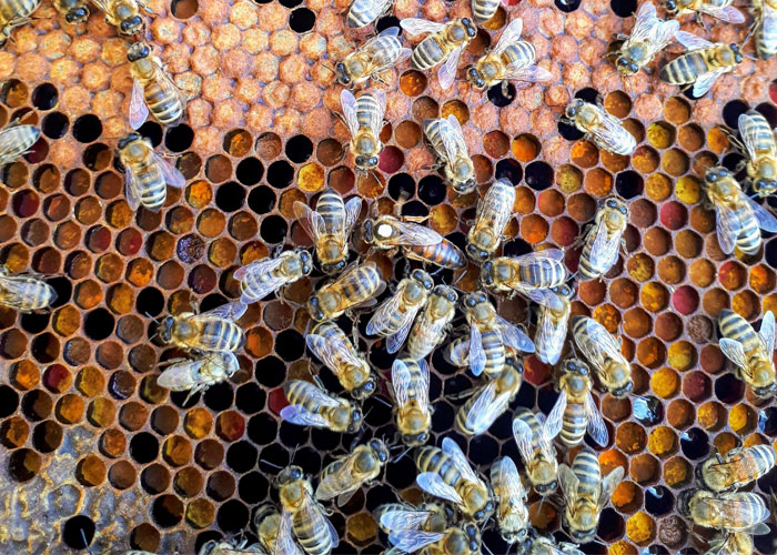 30 Datos interesantes y extraños sobre animales que no mucha gente conoce