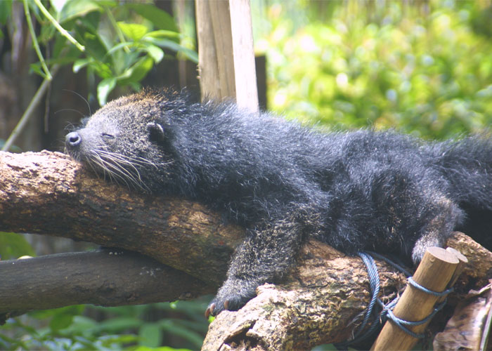30 Datos interesantes y extraños sobre animales que no mucha gente conoce