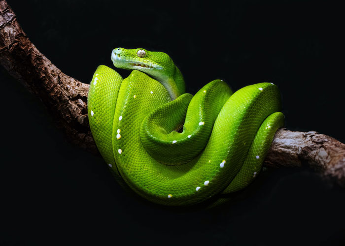 30 Datos interesantes y extraños sobre animales que no mucha gente conoce