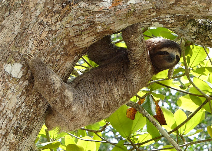 30 Datos interesantes y extraños sobre animales que no mucha gente conoce