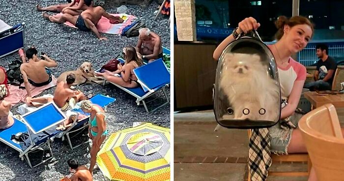 35 Divertidos y adorables perros fotografiados a escondidas que terminaron en el instagram ‘Perros mal fotografiados’