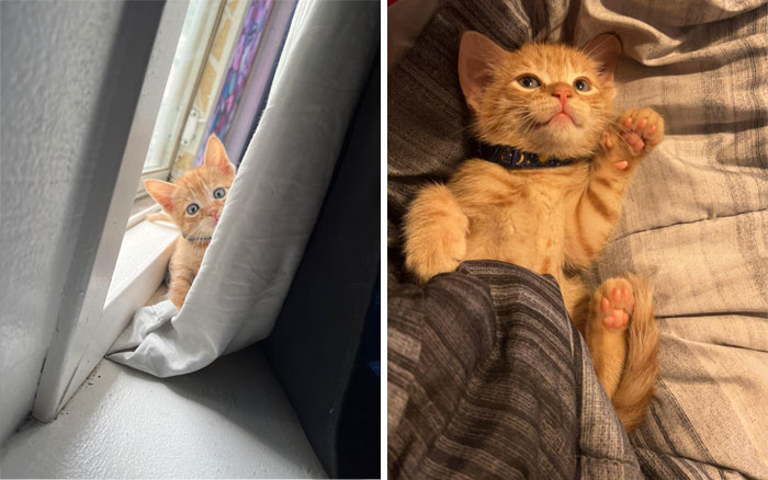 Mi amigo ha adoptado recientemente un gatito y me ha enviado las fotos más bonitas de él