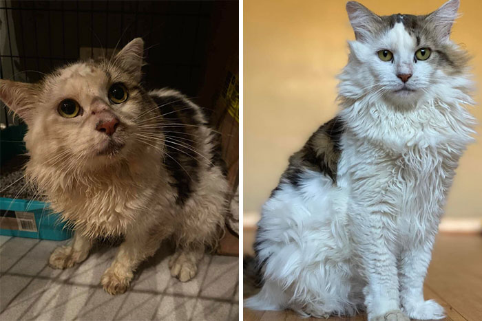 La 1ª foto es de cuando lo trajeron a Perth Rescue Angels. Frío, mojado, asustado y hambriento hace un año. La otra fue su foto de perfil de adopción. Lo traje a casa hace poco más de un mes. Su nombre es Daryl y daría la vida por él