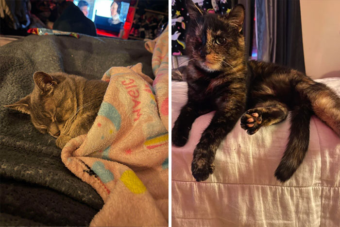 Mi esposa y yo adoptamos oficialmente a estos dos hoy. Después de cuidar de ellos durante la mayor parte de los últimos 3 años, nuestro casero decidió dárnoslos. Nuestros corazones están llenos de alegría al saber que nunca más tendremos que separarnos