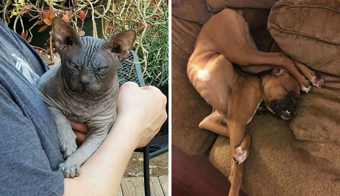 40 Fotos de mascotas rescatadas el pasado mes de mayo que te harán sonreír