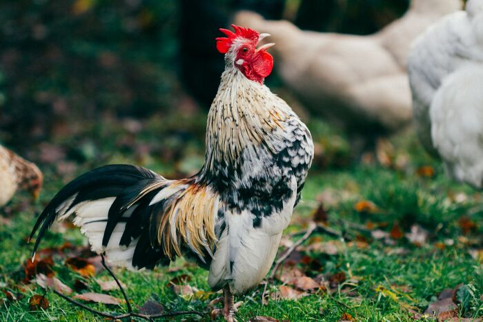 30 Datos interesantes y extraños sobre animales que no mucha gente conoce