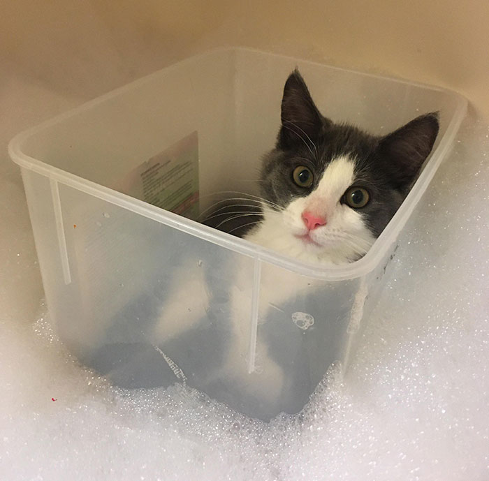Esta rarita grita hasta que la dejo entrar en la bañera