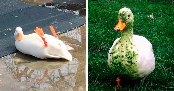 25 Publicaciones geniales de la página «Por qué deberías tener un pato»