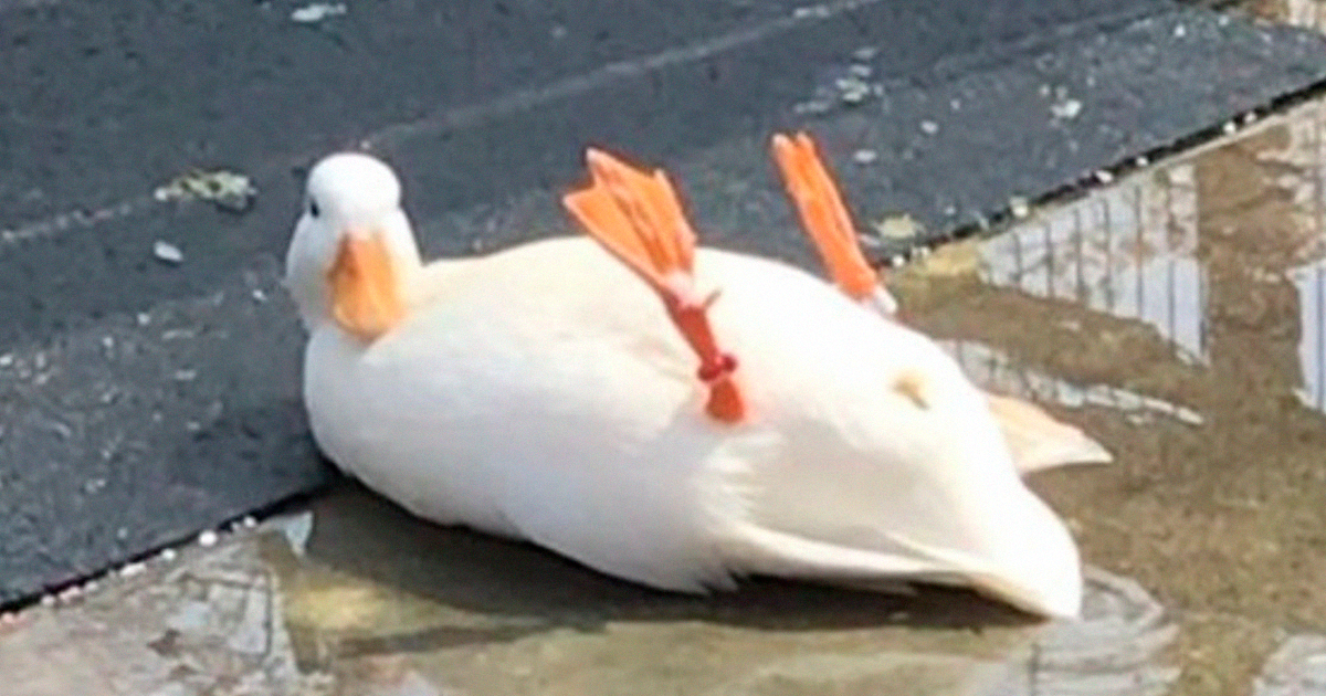 25 Publicaciones geniales de la página «Por qué deberías tener un pato»