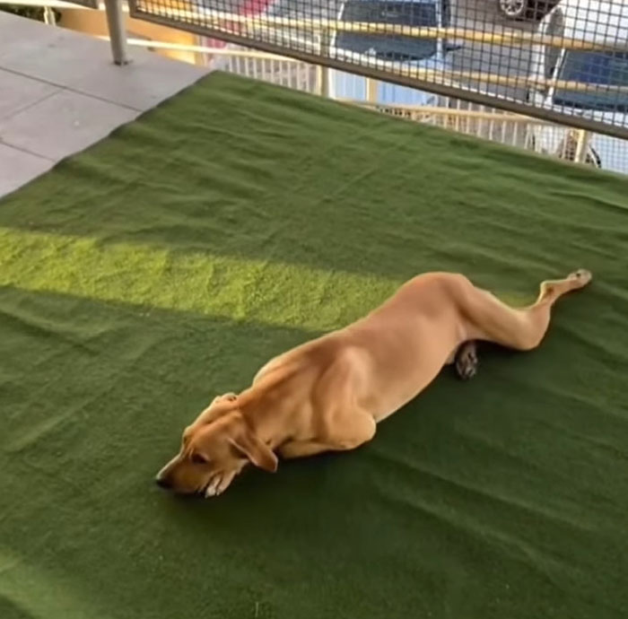 Este perro callejero "invadió" una boda y acabó siendo adoptado por los recién casados