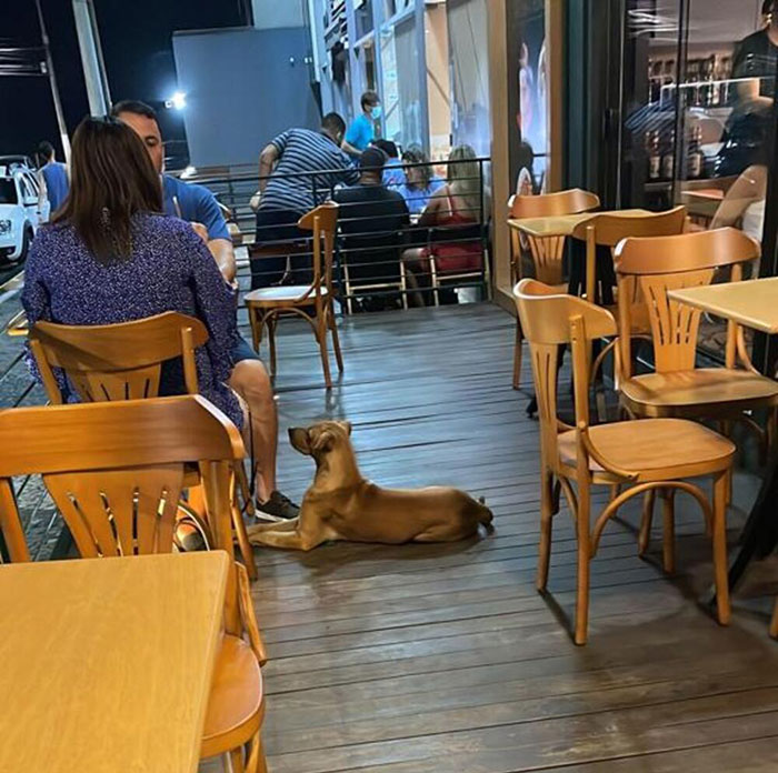 Este perro callejero "invadió" una boda y acabó siendo adoptado por los recién casados