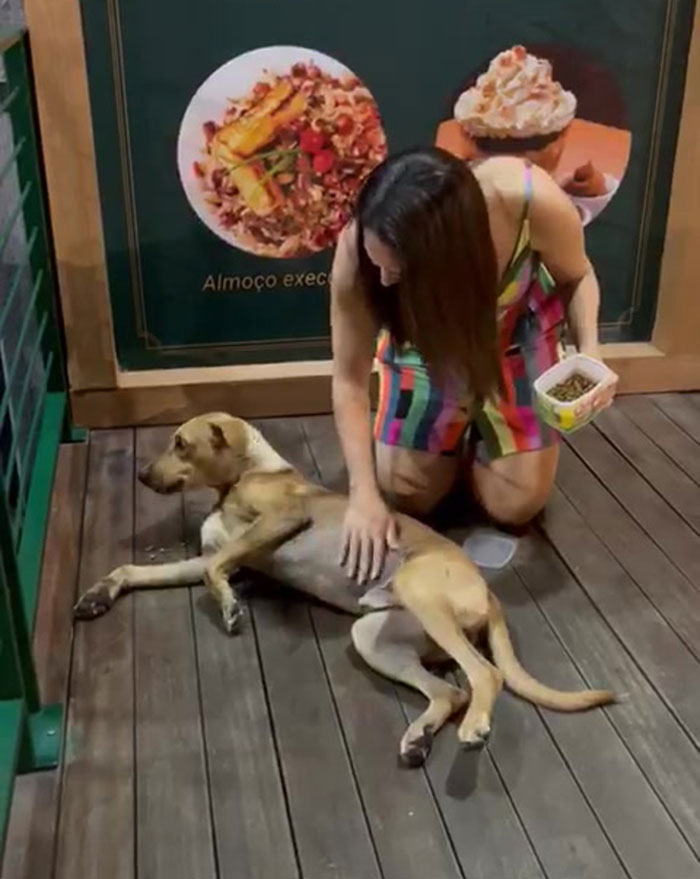 Este perro callejero "invadió" una boda y acabó siendo adoptado por los recién casados