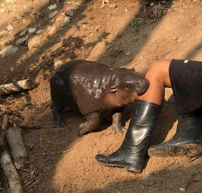 This Facebook Group Celebrates 'Cute Nopes' That Might Change Your Mind About Them (50 Pics)