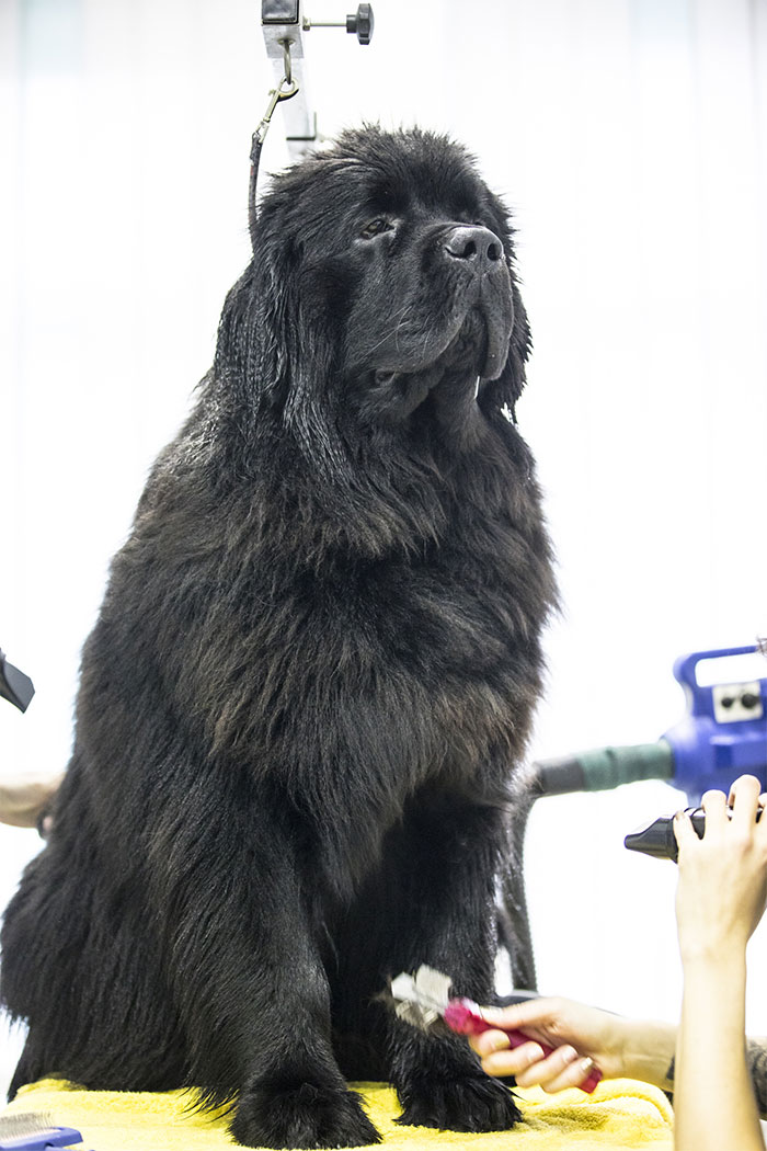 Esta persona recoge a su perro del peluquero y se da cuenta de que actúa de forma extraña, hasta que descubre la verdad 4 meses después