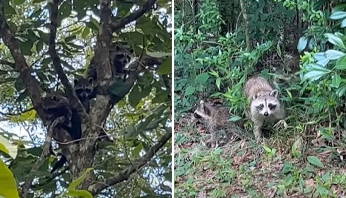 Esta madre mapache lleva a sus 4 hijos a conocer a la señora que le daba de comer