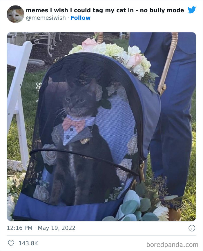50 Hilarious Posts From The “Memes I Wish I Could Tag My Cat In” Twitter Account (New Pics)