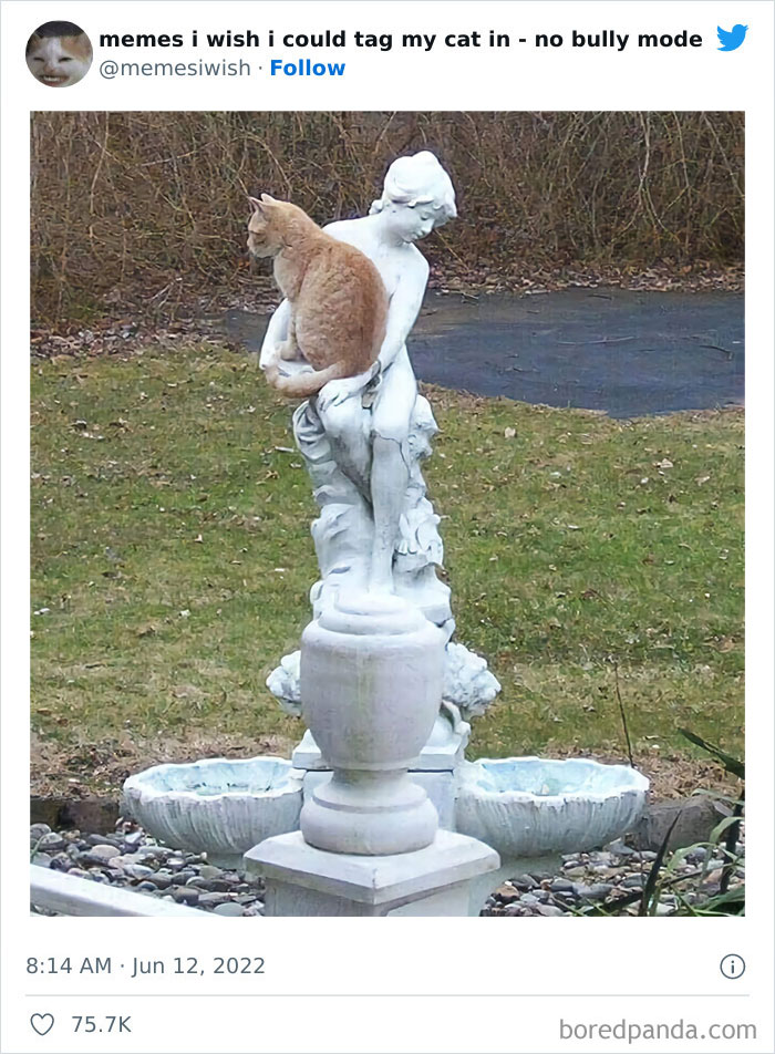 50 Hilarious Posts From The “Memes I Wish I Could Tag My Cat In” Twitter Account (New Pics)