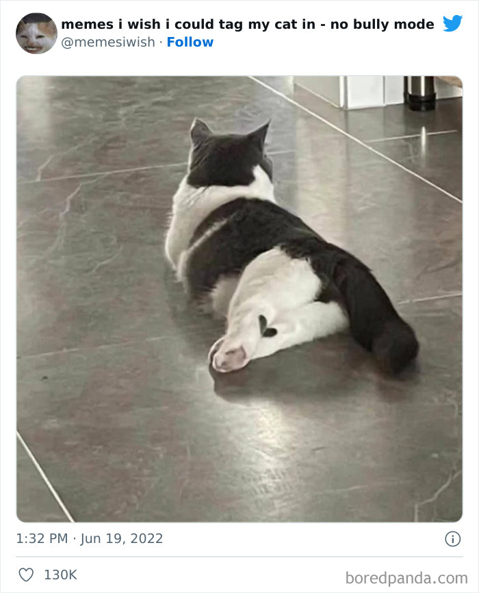 50 Hilarious Posts From The “Memes I Wish I Could Tag My Cat In” Twitter Account (New Pics)