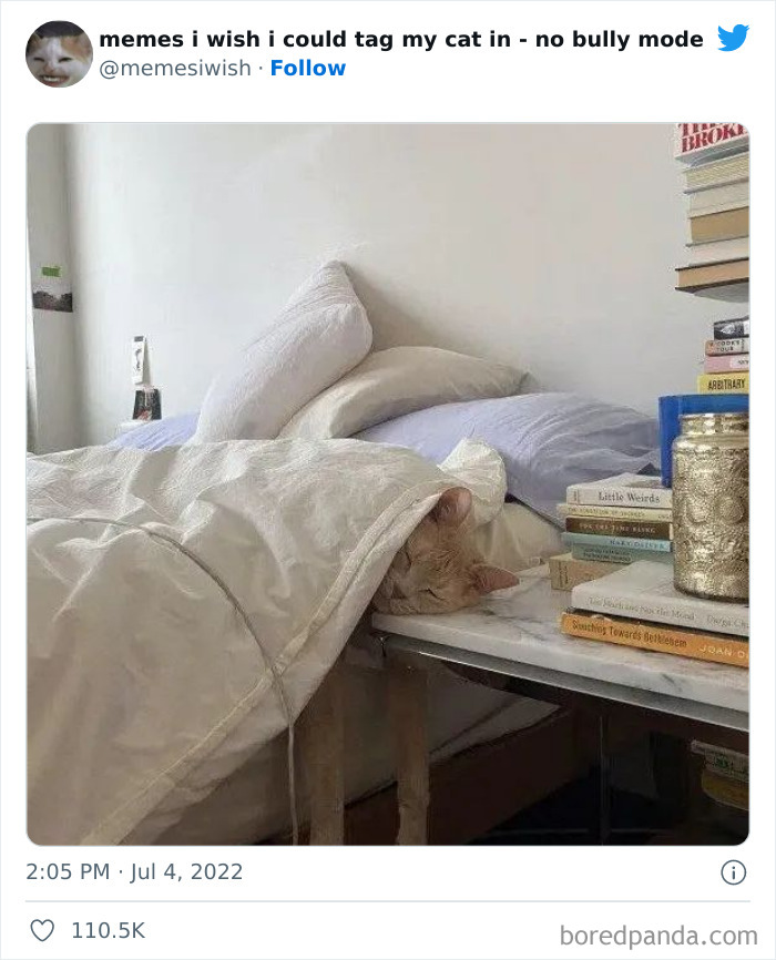 50 Hilarious Posts From The “Memes I Wish I Could Tag My Cat In” Twitter Account (New Pics)