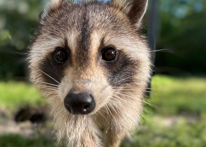 Esta madre mapache lleva a sus 4 hijos a conocer a la señora que le daba de comer