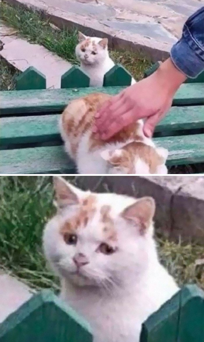 50 Of The Best Pics Of 'Cats With Threatening Auras'