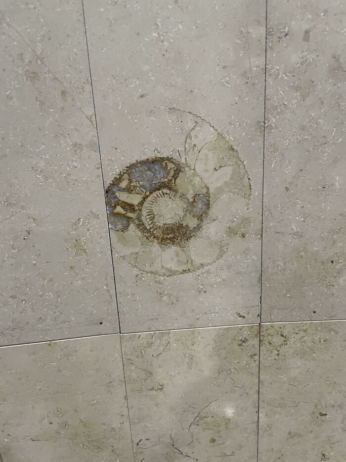 Amonita fosilizada en los azulejos de la pared de un aeropuerto