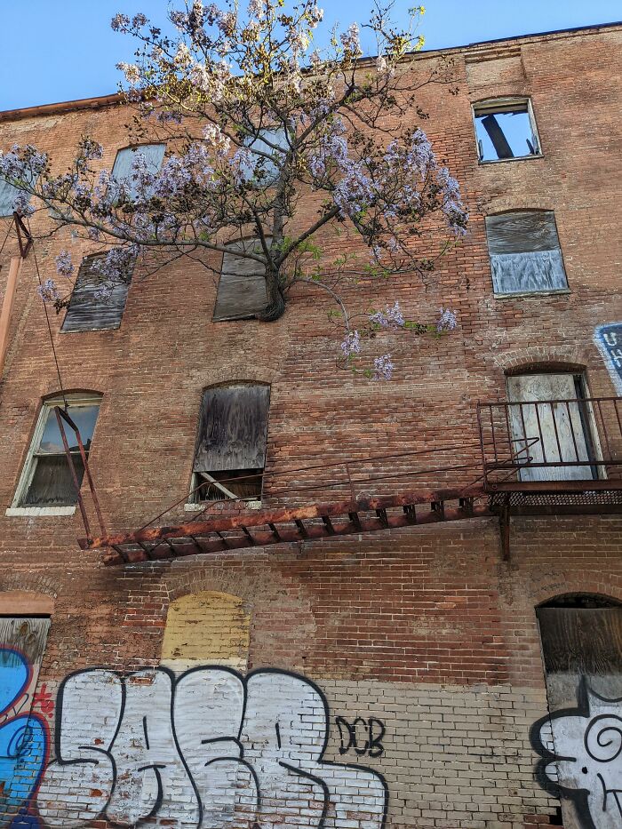 Un complejo de apartamentos abandonado que queda de camino a mi trabajo tiene un árbol creciendo a un costado