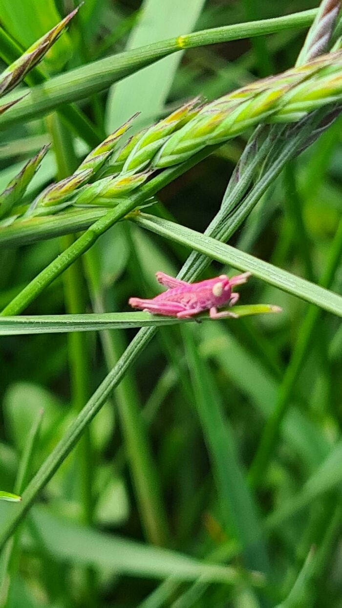 Encontré un saltamontes rosa