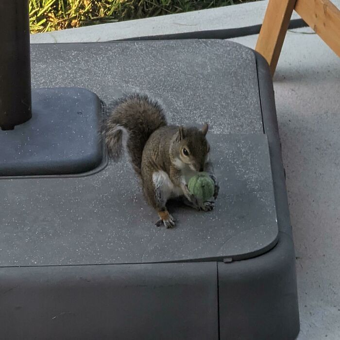 Este pequeñito tomó una sandía igualmente pequeña de mi jardín