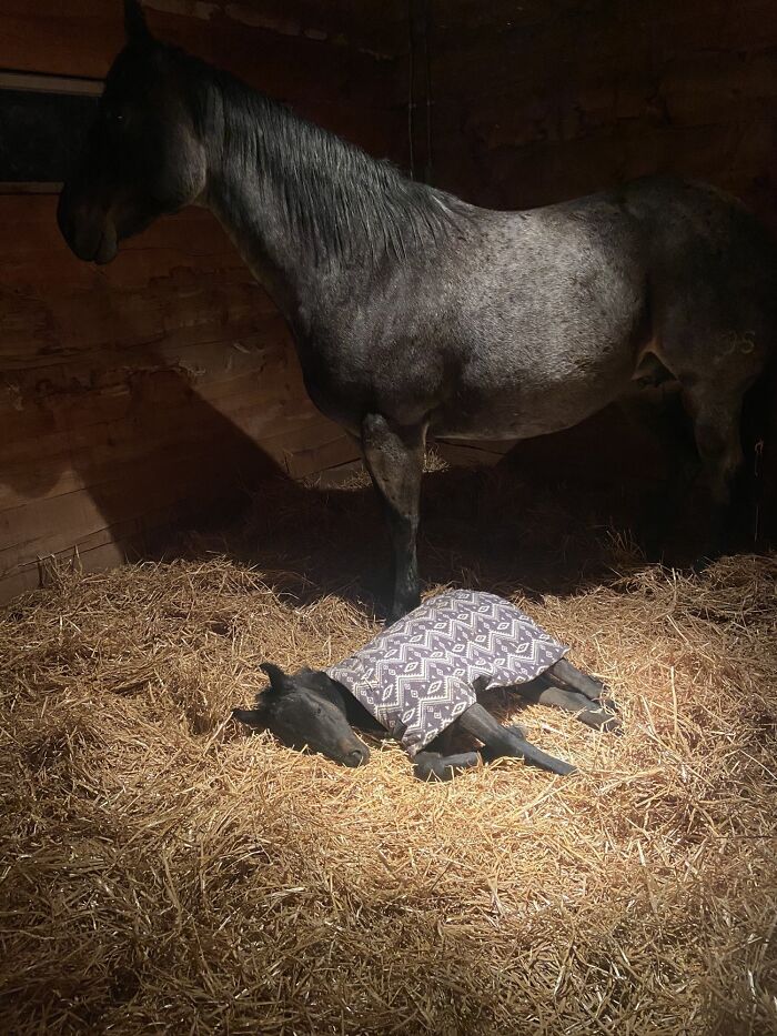 Natividad