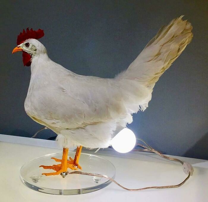 Una lámpara de gallina. Es horrenda pero la quiero tener