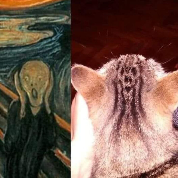 El gato que grita