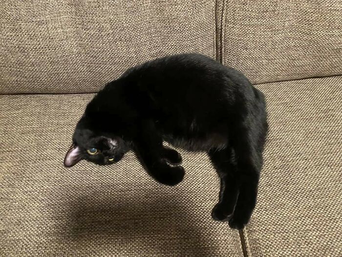 ¿Gato flotando?