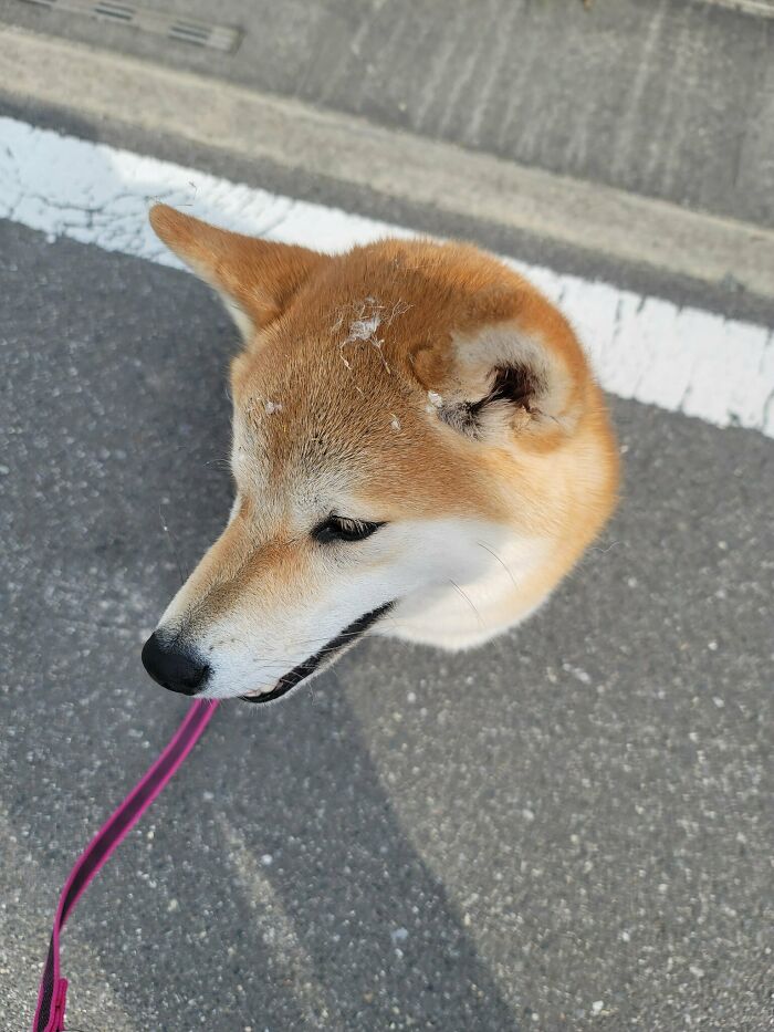 Perro sin cuerpo