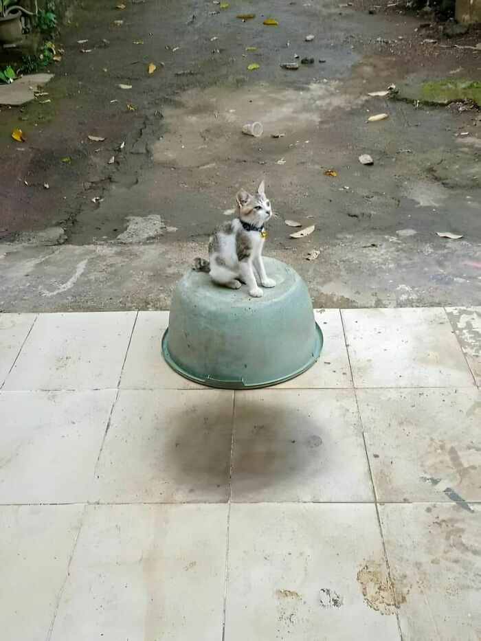 El Catmóvil volador