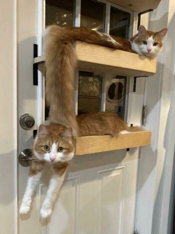 El gato de goma