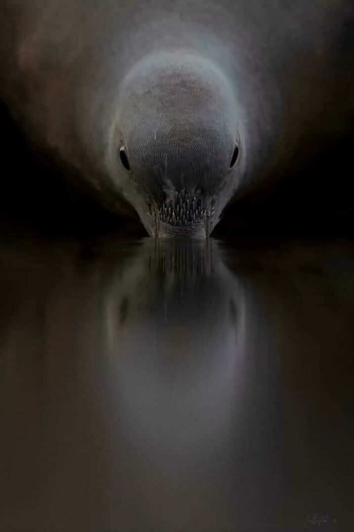 Un pájaro bebiendo agua