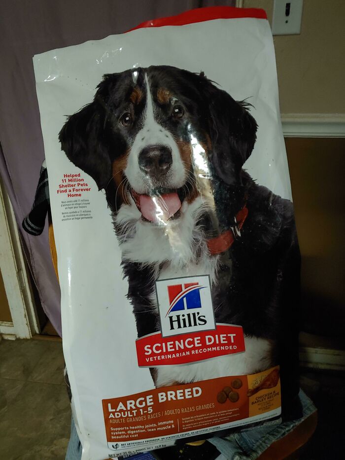 Me quedé sin comida para perros, así que pensé en mirar en la basura de la tienda de mascotas. Lo conseguí 