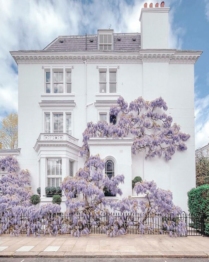 Casa adosada cubierta de glicinas en Argyll Road, Kensington, Londres, Reino Unido