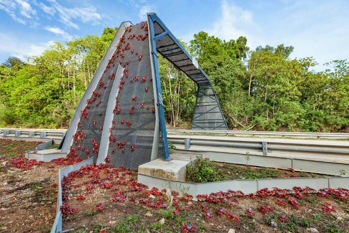 Un puente para cangrejos en la Isla de Navidad, para evitar que los cangrejos migratorios sean atropellados