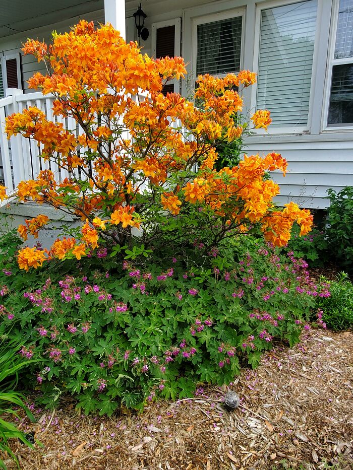 Quería mostrarles mi azalea