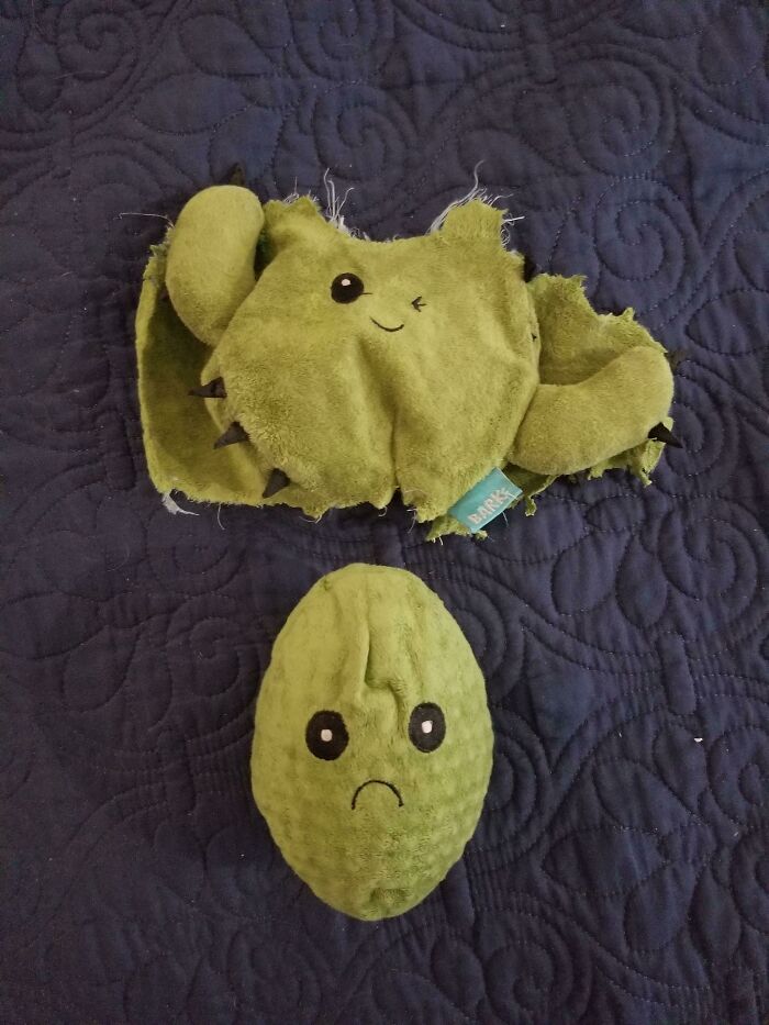 Mis perros rompieron un juguete de cactus y descubrimos que tenía otro dentro, un cactus triste 