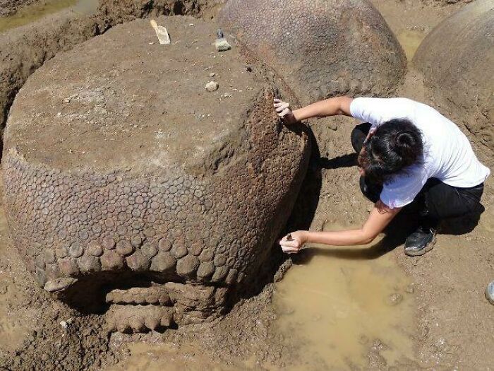 Un agricultor argentino ha encontrado recientemente gliptodontes fosilizados de 20000 años de antigüedad