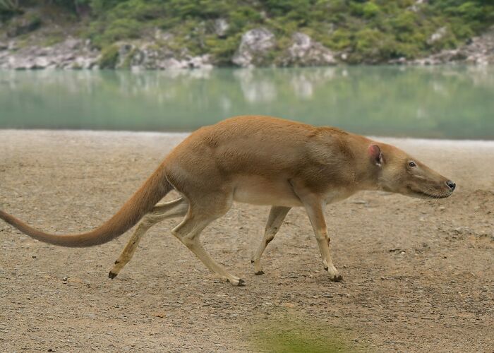 Indohyus - El primer ancestro conocido de la ballena