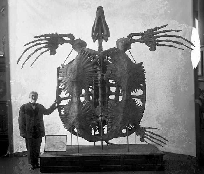 Esqueleto de Archelon Ischyros