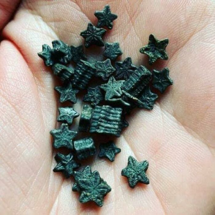 Los fósiles de crinoideos se encuentran en algunos ríos del Reino Unido y se pensaba que eran monedas de hadas. A veces se les llama "piedras estrella"