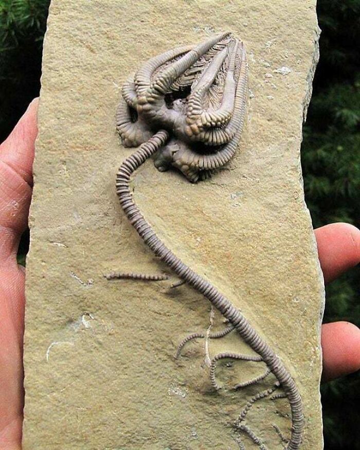 Un fósil de crinoide increíblemente intacto que data de hace unos 345 millones de años.